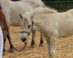 horse Ivana (Fjord Horse, 2020, from Hisco)