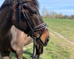 dressage horse Abomey (unknown, 2004)