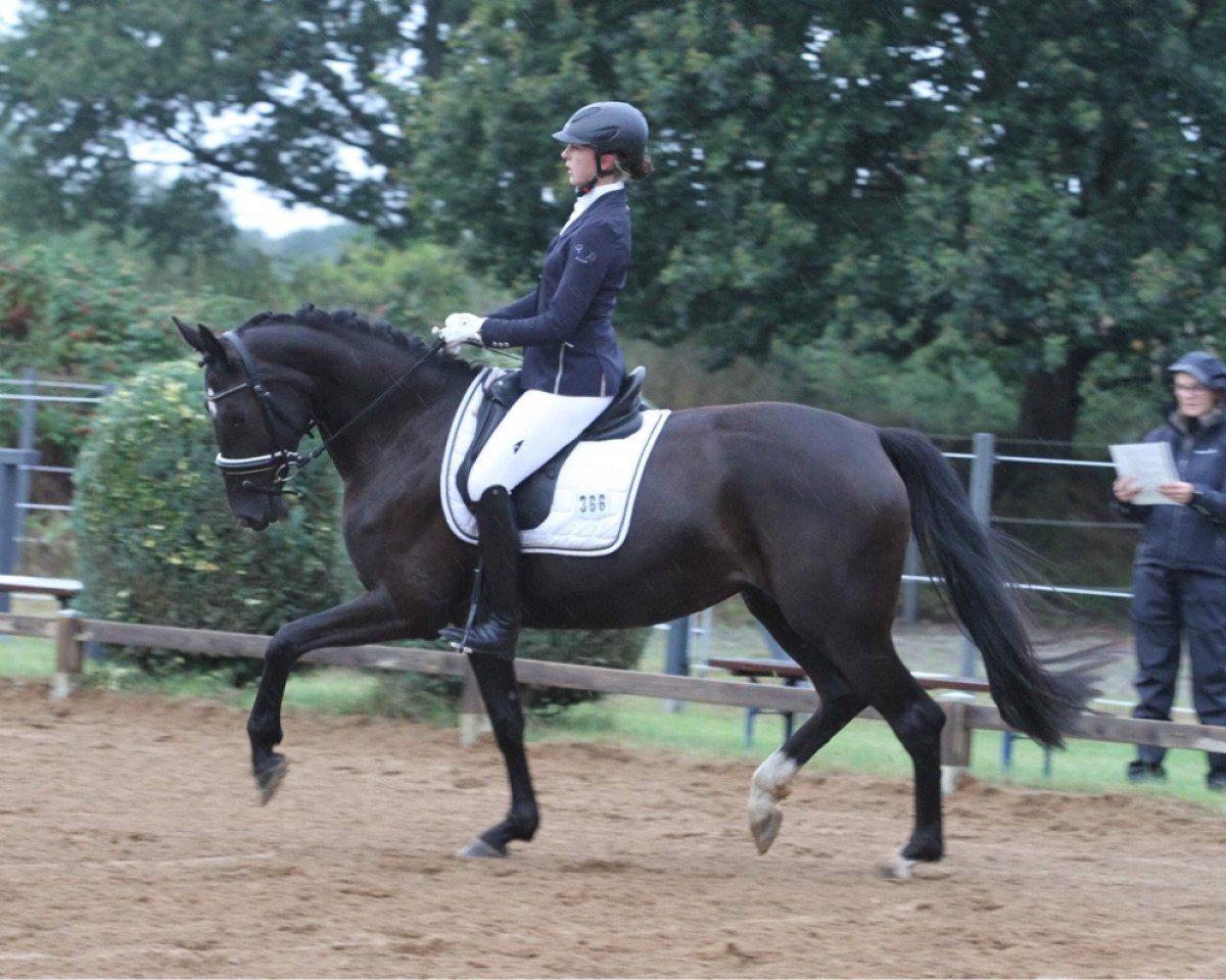 dressage horse Zeppelin's Genevievé (Oldenburg, 2016, from Dimaggio)
