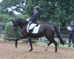 dressage horse Zeppelin's Genevievé (Oldenburg, 2016, from Dimaggio)