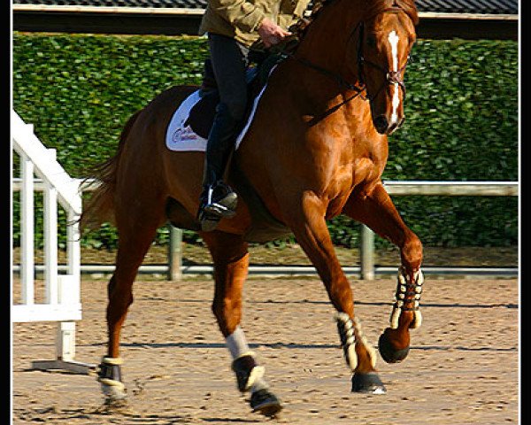 stallion Norton du Gravant (Selle Français, 2001, from Le Tôt de Semilly)