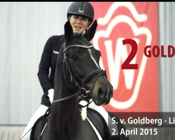 dressage horse Goldika 656 (Westphalian, 2015, from Goldberg 15)