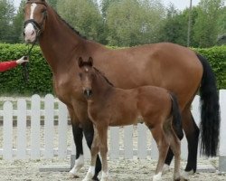 broodmare Laeticia (Westphalian, 2011, from Lissaro)