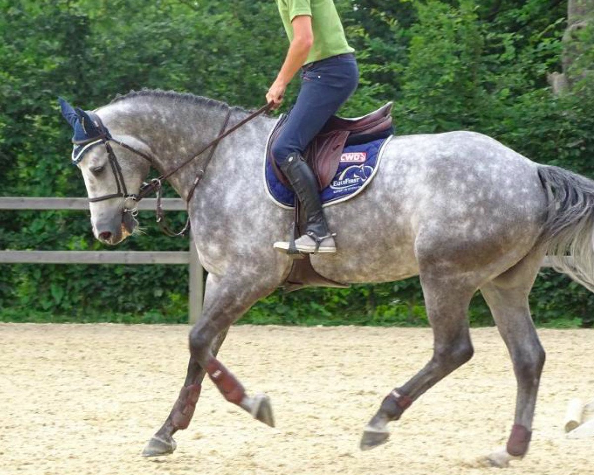 Springpferd Blue des Carmilles (Selle Français, 2011, von Ninto de Beaufour)