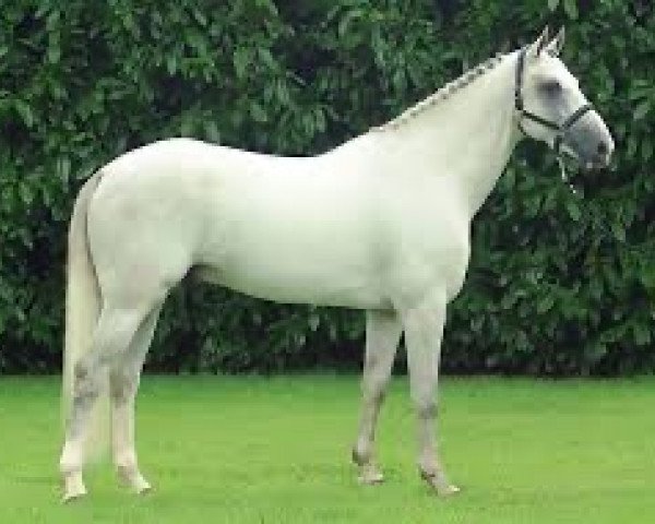 stallion Ninto de Beaufour (Selle Français, 2001, from Le Tôt de Semilly)