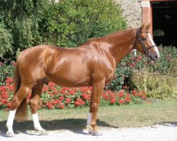 stallion Nils de Lojou (Selle Français, 2001, from Le Tot de Semilly)