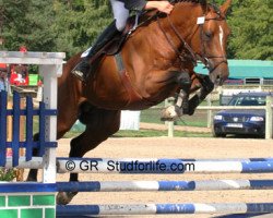 stallion Okavango Semilly (Selle Français, 2002, from Le Tot de Semilly)