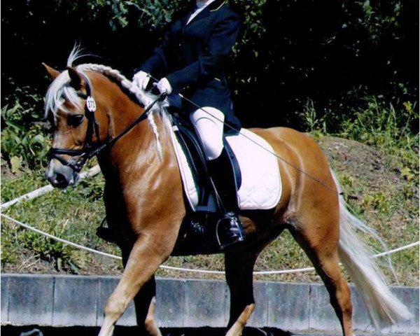 horse Moritz 164 (Haflinger, 1993, from Montana)