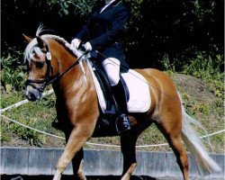 Pferd Moritz 164 (Haflinger, 1993, von Montana)