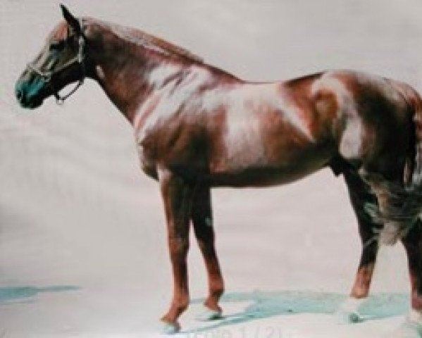 stallion Le Tôt de Semilly (Selle Français, 1977, from Grand Veneur)