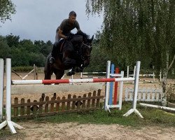 jumper Di Dame (Oldenburg show jumper, 2015, from De Quidam)