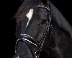 dressage horse Dünentänzer (Hannoveraner, 2014, from Dancier)