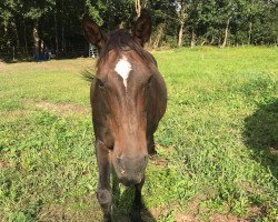 jumper Grangina 2 (Hanoverian, 2001, from Golden Deister)