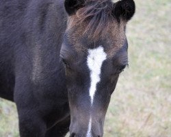 Dressurpferd Great Time CO (Kleines Deutsches Pony, 2020, von Grimaldi 89)