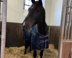 jumper Valento Le Grand (Hanoverian, 2009, from Valentino)