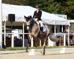 dressage horse First Temptation (Rheinländer, 2015, from First Selection)