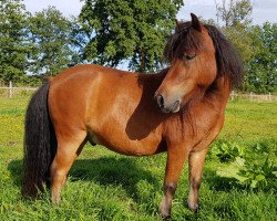 Pferd Oldmark Indiana Jones (Shetland Pony, 2017, von Ingo)