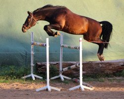 jumper Bugatti (Oldenburg show jumper, 2017, from Christian 25)