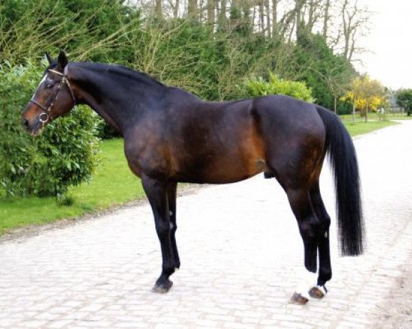 stallion Paramo K (Westphalian, 1992, from Polydor)