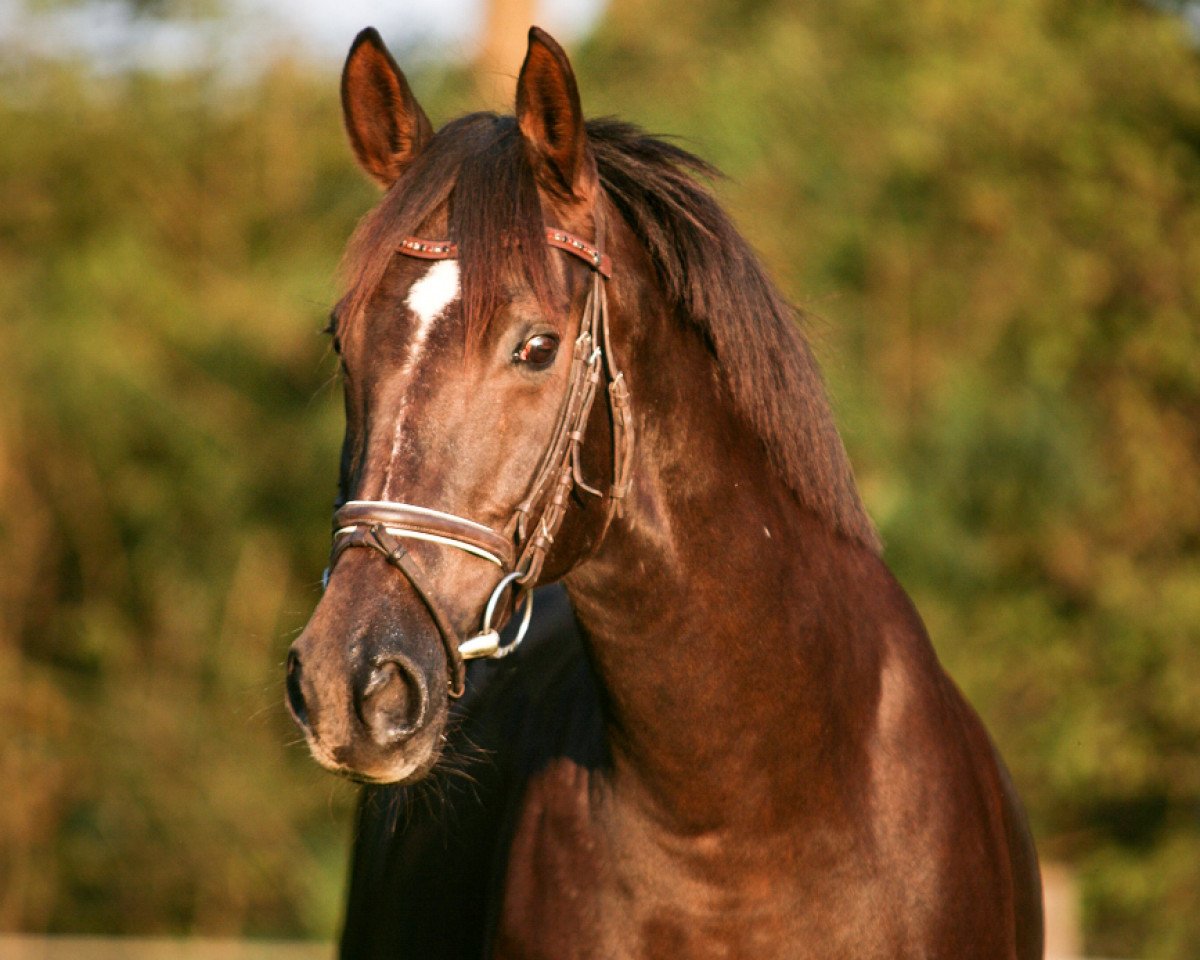 Zuchtstute Laurin (Westfale, 2006, von Laudabilis)