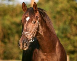 broodmare Laurin (Westphalian, 2006, from Laudabilis)