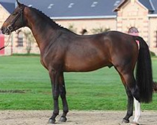 stallion Enarc des Ixes (Selle Français, 2014, from L'Arc de Triomphe)
