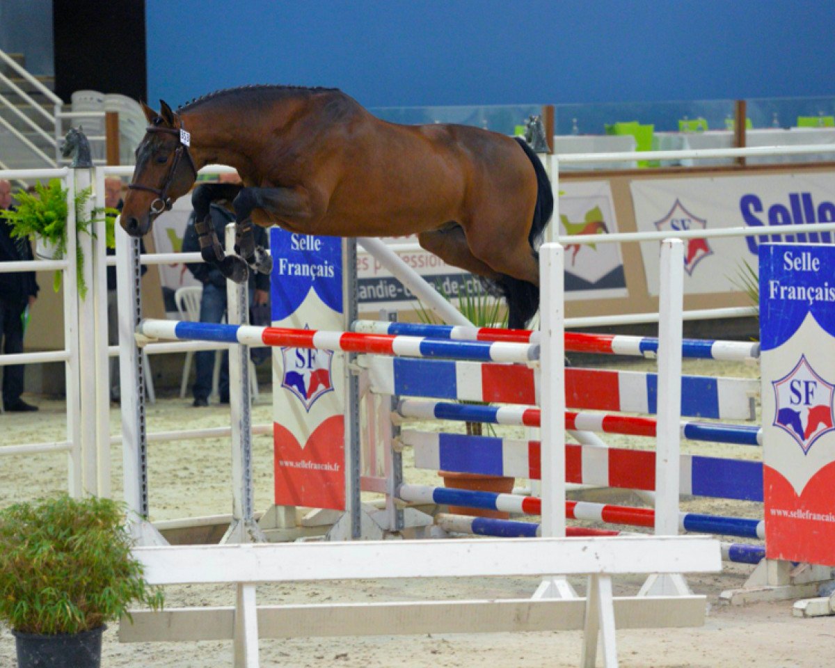 stallion Brillanturo Ixe (Selle Français, 2011, from Canturo)