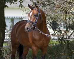 Springpferd First Stayerhof's Ramzi H (Nederlands Rijpaarden en Pony, 2004, von FS Harry Potter)