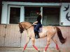 dressage horse Dragonball (German Riding Pony, 2013, from Dimension AT NRW)