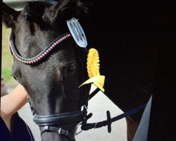 dressage horse Black Power 10 (German Riding Pony, 2013, from Popcorn WE)