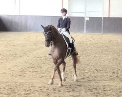 dressage horse Rusty 351 (Hanoverian, 2006, from Rousseau)