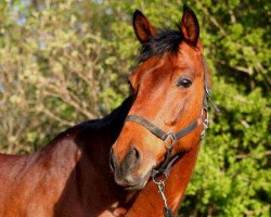 Springpferd Trapattoni (Trakehner, 2005, von Abrek-17)