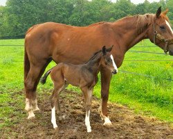 broodmare Sircee de Puychéty (Selle Français, 2006, from Diamant de Semilly)