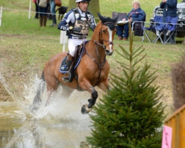 jumper Véga de Puychéty (Selle Français, 2009, from Arioso du Theillet)