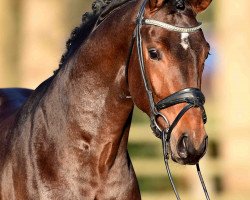 stallion Zarathustra Mt (Westphalian, 2014, from Zonik)