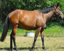 broodmare Tweeny de Puychéty (Selle Français, 2007, from Ideal de La Loge)