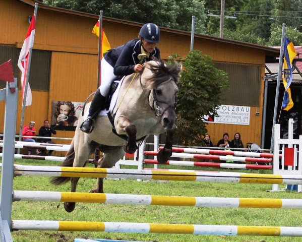 stallion Ingo (Fjord Horse, 2001, from Ingolf)