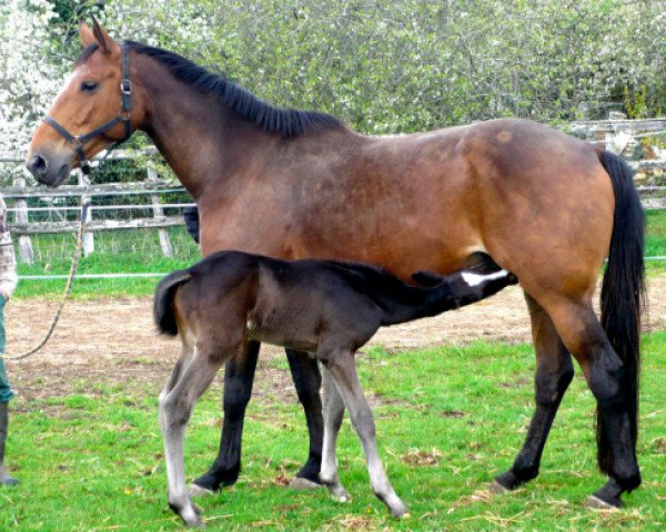 Zuchtstute Prettystar du Bugue (Selle Français, 2003, von Quick Star)