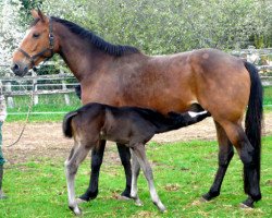 broodmare Prettystar du Bugue (Selle Français, 2003, from Quick Star)