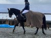 jumper Gasparo 33 (Polish Warmblood, 2015, from Pas 4519)