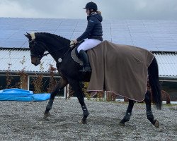 jumper Gasparo 33 (Polish Warmblood, 2015, from Pas 4519)