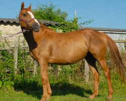 Zuchtstute Mandarine du Bugue AA (Anglo-Araber, 2000, von Rosalion AA)