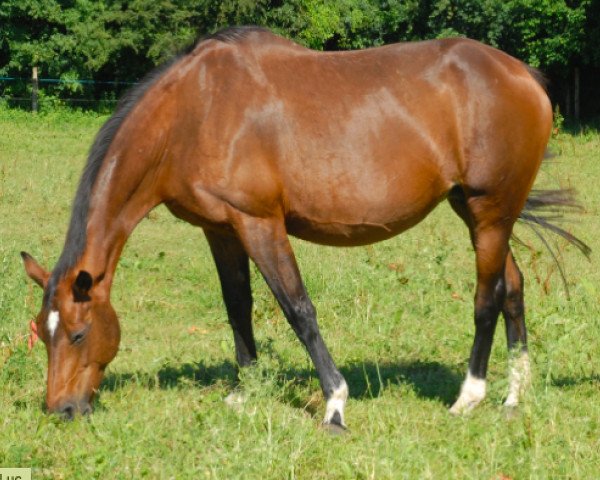 broodmare Dame du Luc (Selle Français, 1991, from Double Espoir)