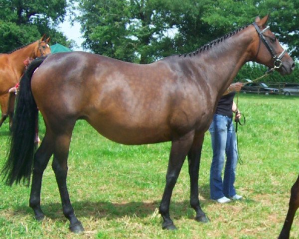 broodmare Kaliénor (Selle Français, 1998, from Hand in Glove xx)