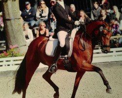 dressage horse DSP TI Dolce Gabbana (German Riding Pony, 2012, from Don Girovanni)