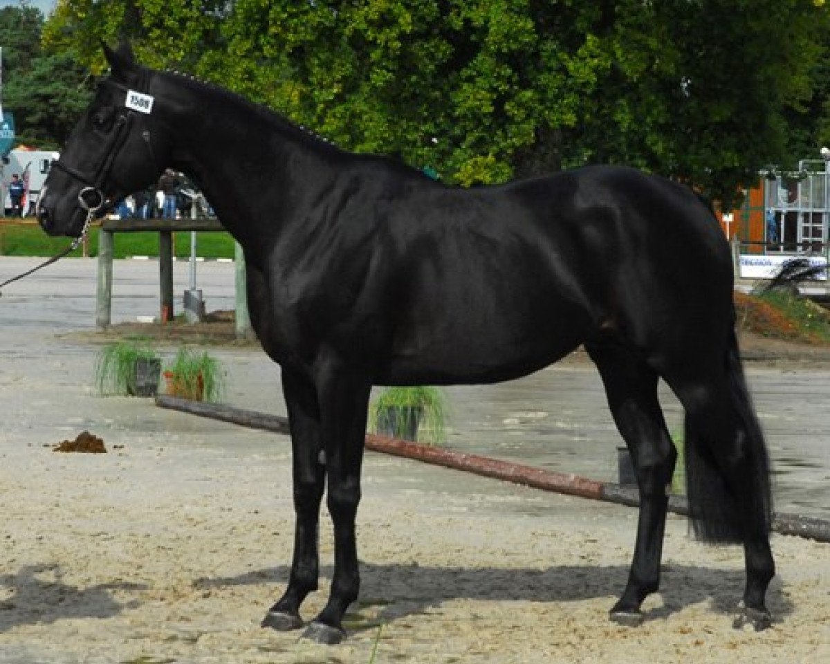 Deckhengst Power de Puychety (Selle Français, 2003, von Ideal de La Loge)