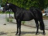 stallion Power de Puychety (Selle Français, 2003, from Ideal de La Loge)