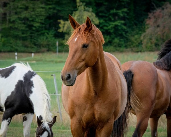 broodmare Levita (Württemberger, 2008, from Leviathan)