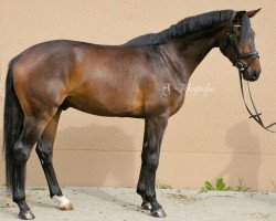 dressage horse Lovell 4 (Hanoverian, 2014, from Livaldon)