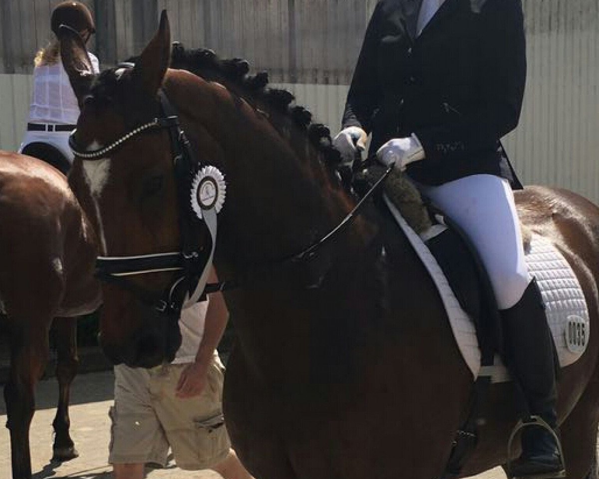 Dressurpferd Royal Farouche (Oldenburger, 2002, von Royal Diamond)